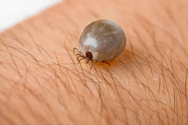 Ticks 2024