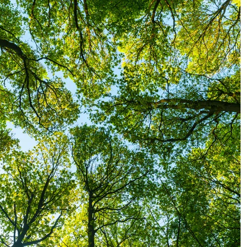 Understanding Environmental Consulting Services