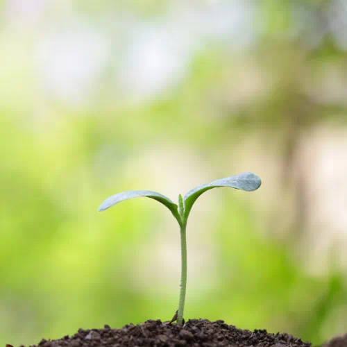 Understanding Environmental Consulting Services