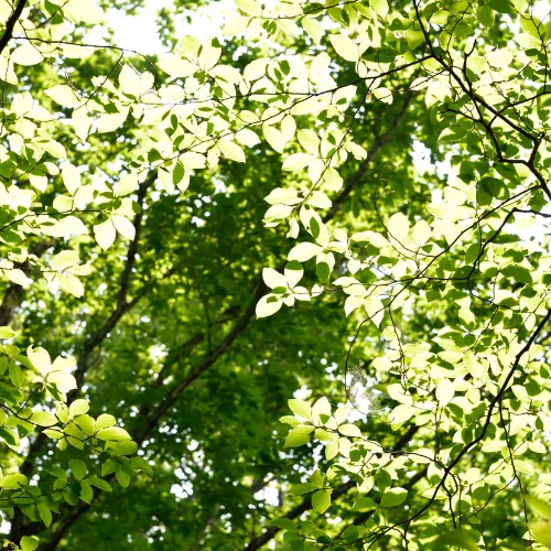 Understanding Environmental Consulting Services